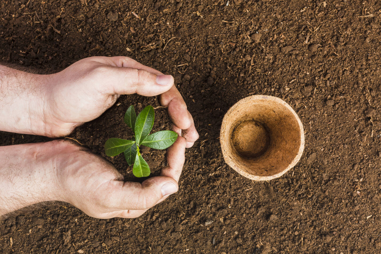 top-view-gardener-planting