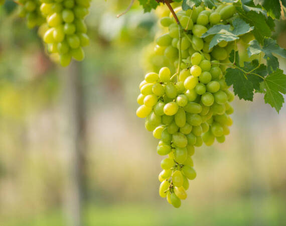 Green grapes on the vine in the vineyard. Vine and bunch of white grapes in garden the vineyard. green grapes in the vineyard field, Ripe green grapes ready for harvest. Agriculture grape farm.