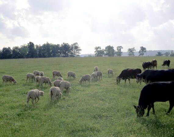 Cattle_and_sheep