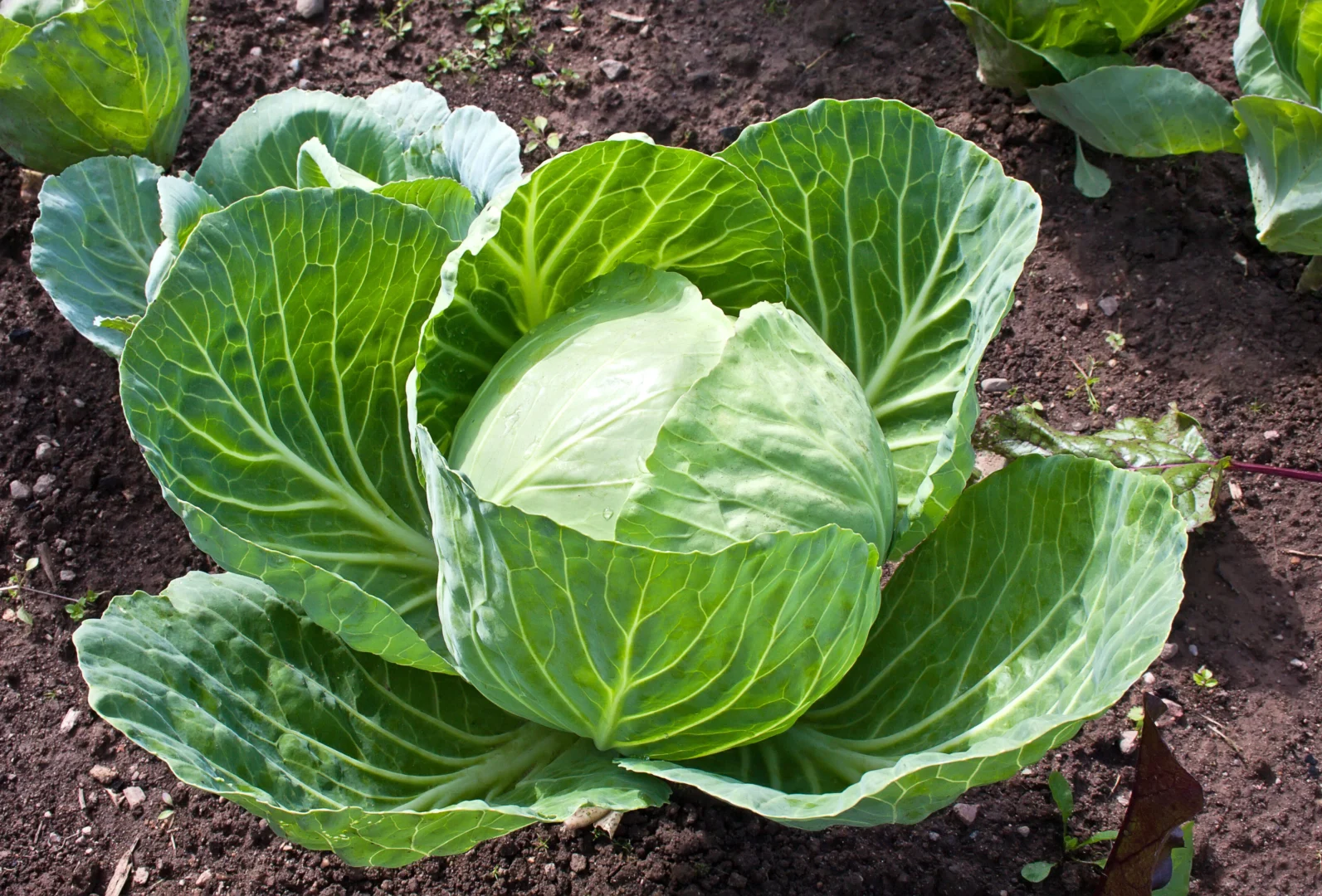 Cabbage 03