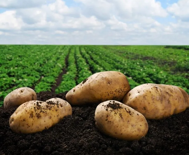 potato