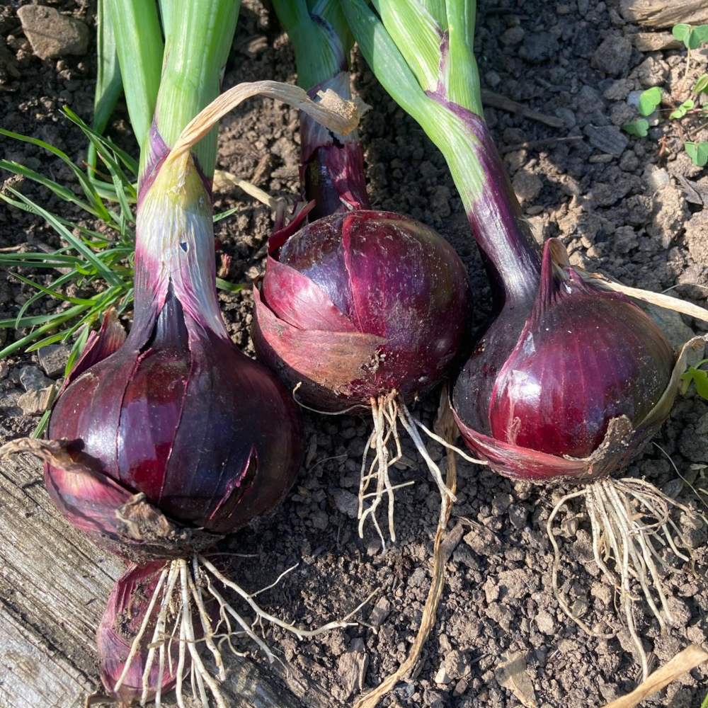 red-onion