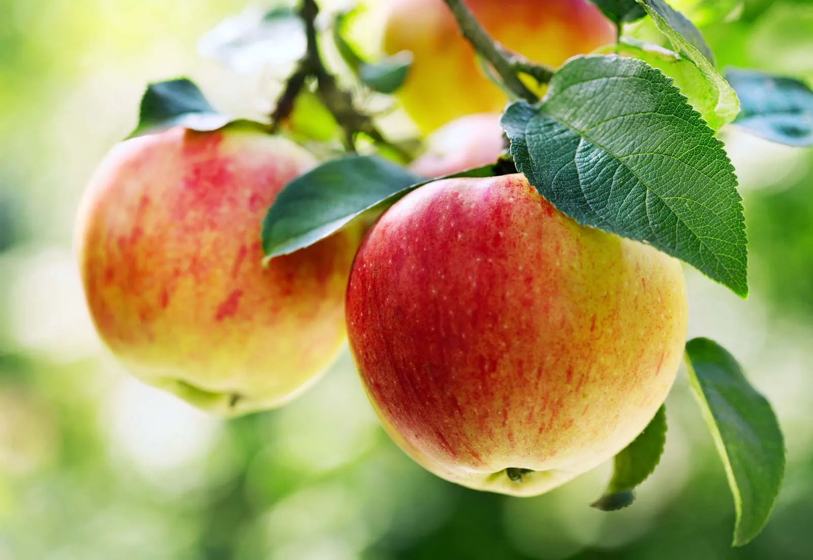 apples-on-a-tree-branch