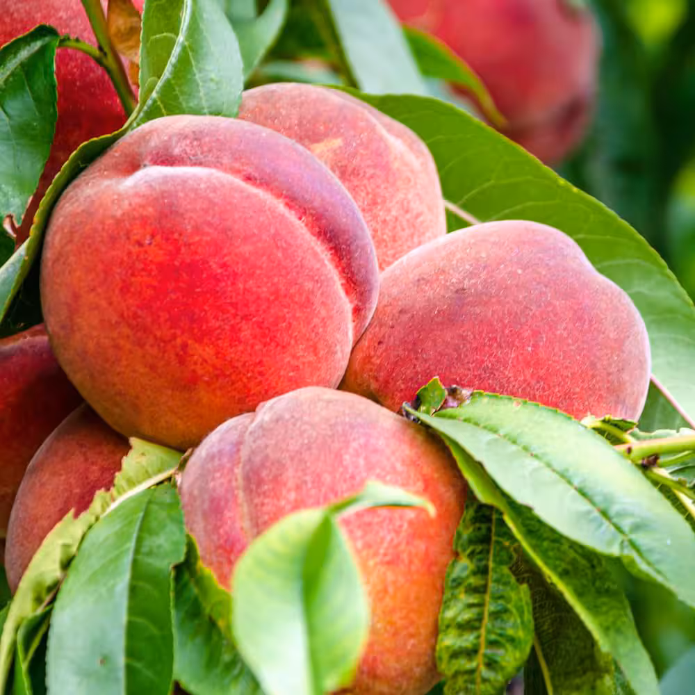 southern-living-fruit-trees-pchrgl05g-64_1000
