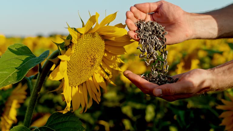 MS Farmer examining sunflower seeds in rural sunflower field. Slow Motion.